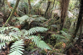 Lake Matheson